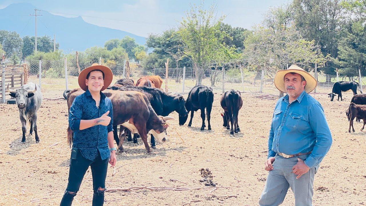 Caballos Cuarto de Milla | Ganado de las razas Angus | Toros de Lidia y un poco de Agricultura
