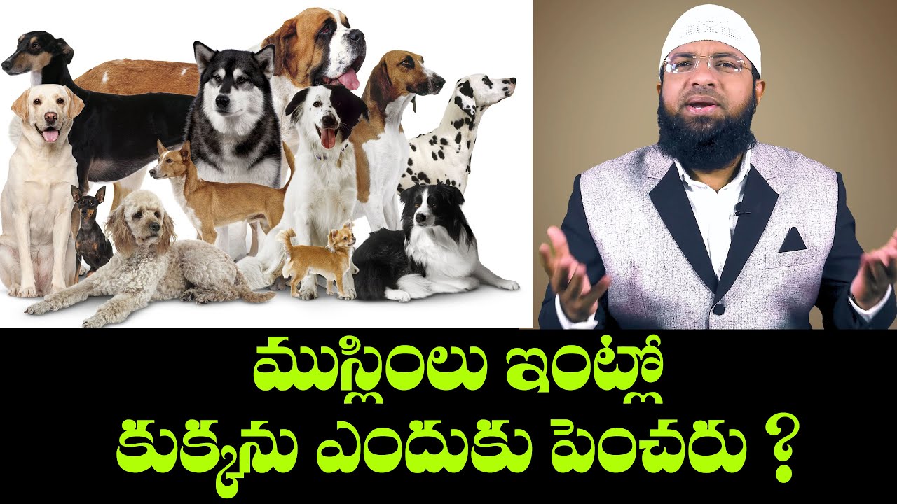 ముస్లింలు ఇంట్లో కుక్కని ఎందుకు పెంచరు ? కుక్కల వ్యాపారం చేయవచ్చా ? Br Siraj గారి సమాధానం