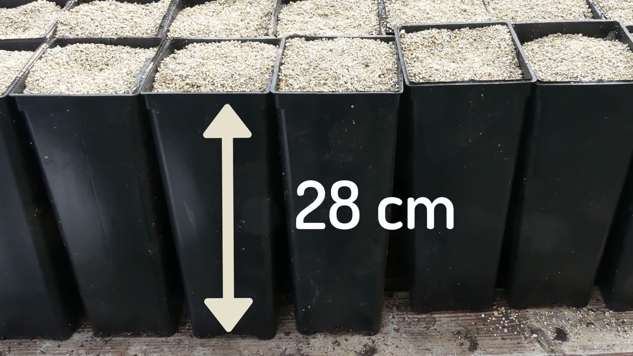 155# Comment réussir vos semis d'asiminiers ?