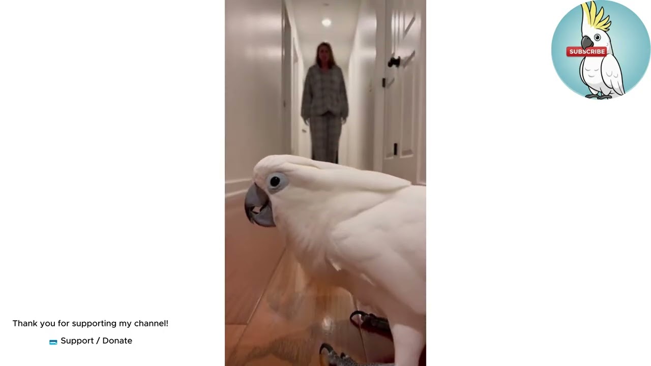 🐦💃🔥Dancing Parrot – Full Video!