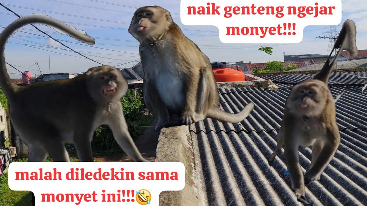 sejak ownernya meninggal dunia monyet ini sering kabur mencari ownernya!!! selalu berUlah!!!