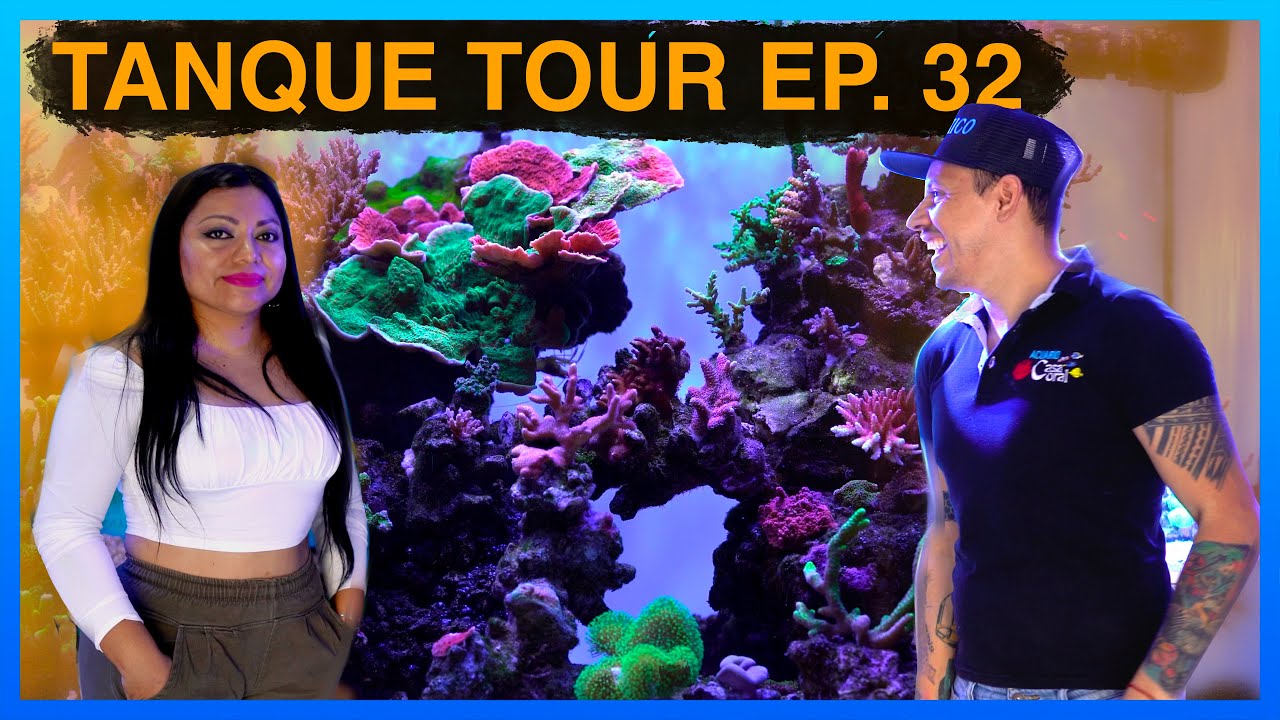 Poco equipo, GRAN acuario | TANQUE TOUR EP. 32 / Casa Coral