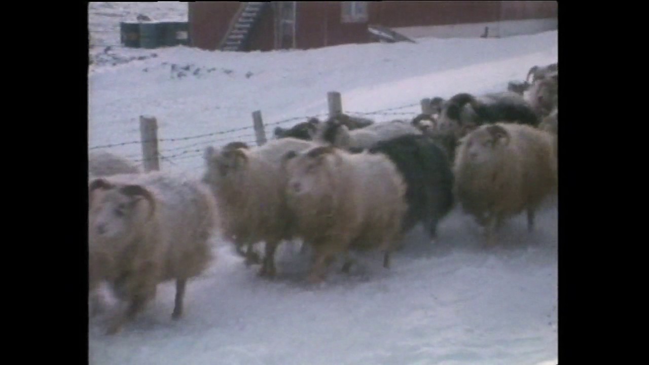 Nunatta oqaluttuassartaa - Maleeqiarnaqaaq, 1976