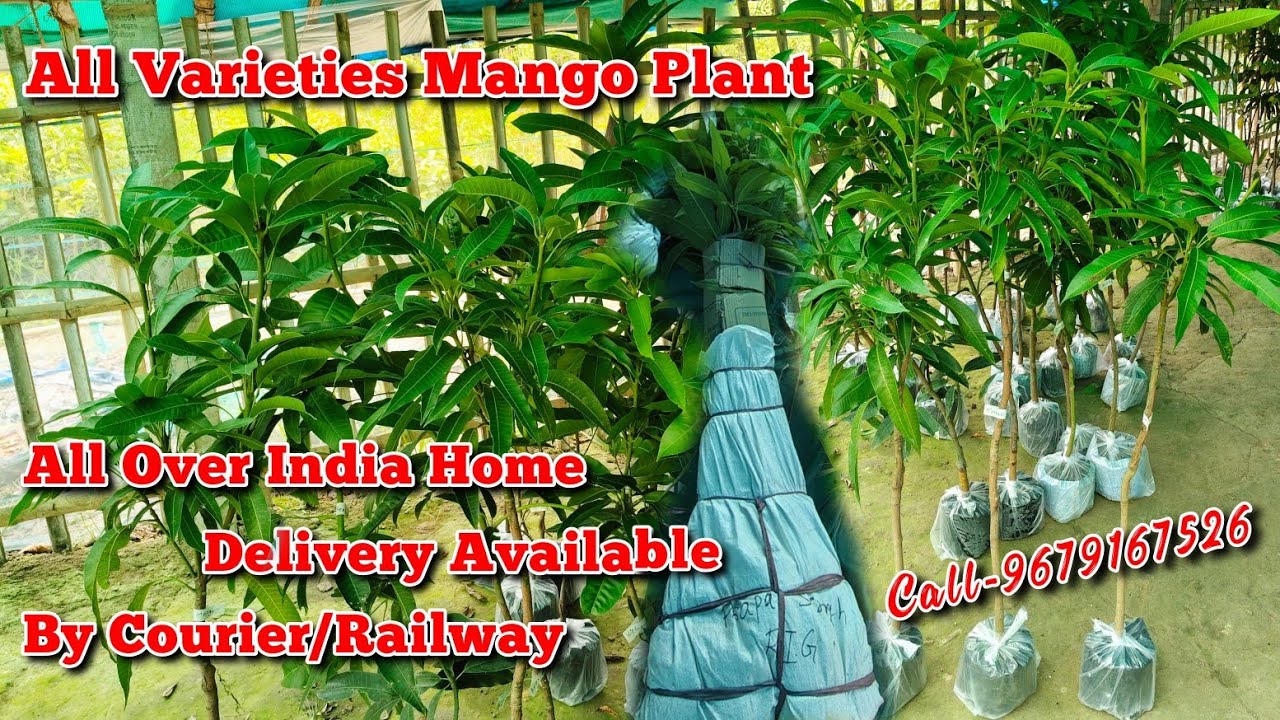 All Varieties Mango Plant All Over India Home Delivery Available By Courier/Railway Call-9679167526