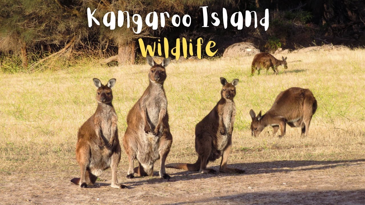 KANGAROO ISLAND WILDLIFE
