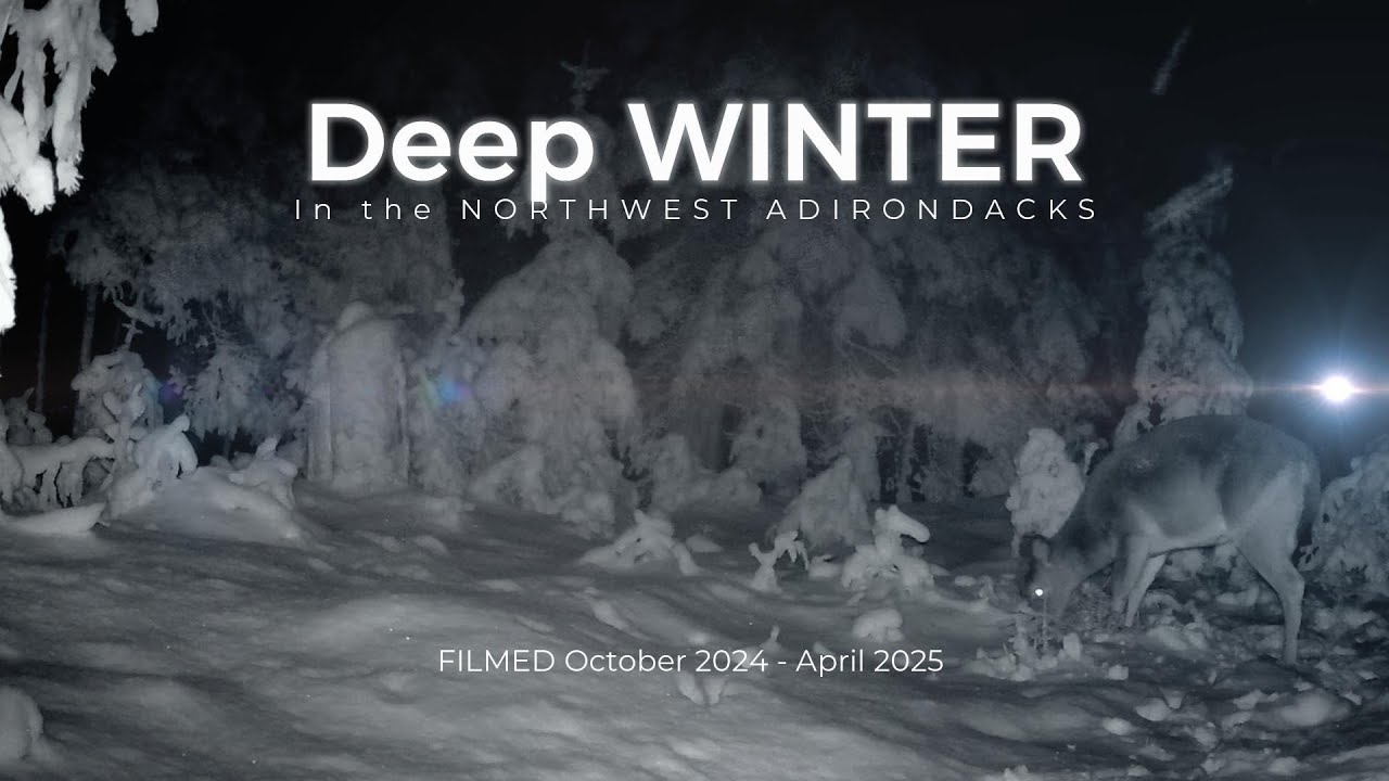 Adirondack DEEP WINTER SNOW Trail Cam: Deer, Fisher & Coyote  (2024 -2025)