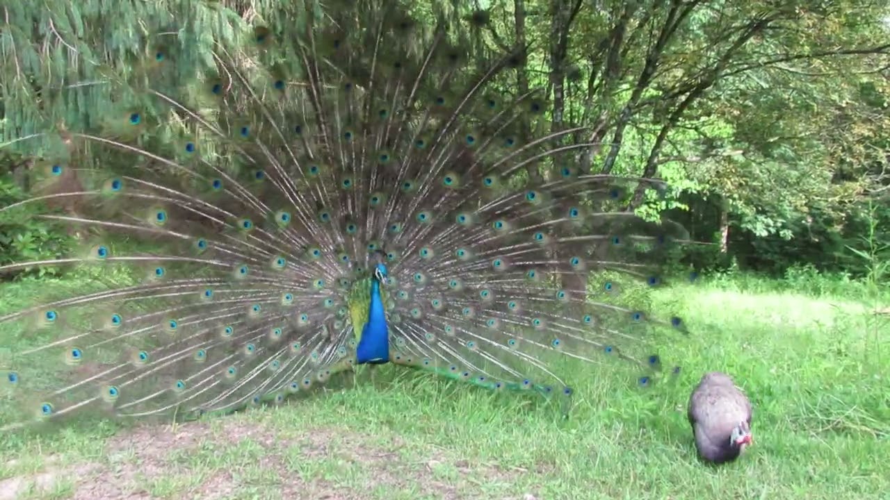 Peacock VS. Guinea, 2020 footage 