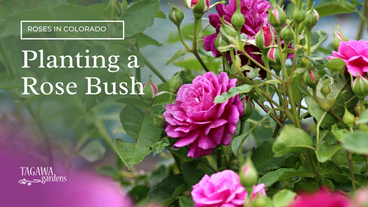 Planting a Rose Bush by Tagawa Gardens
