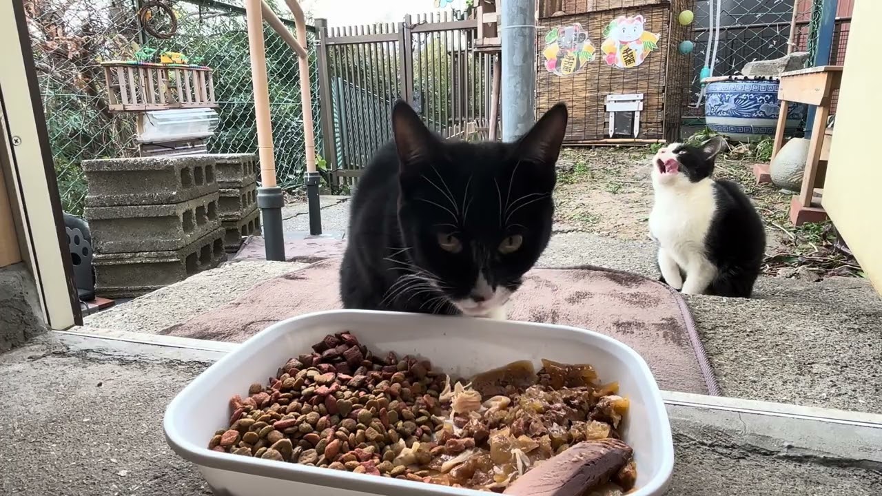 2026.01.26 野良子猫三兄弟のご飯タイム〜まるちゃんが女子だった事が発覚し衝撃を受けた日〜（字幕なし）