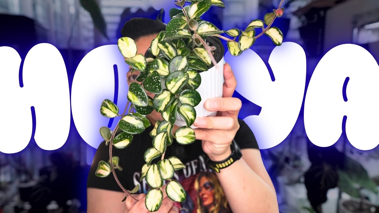 🌱 hoya updates | variegated mathilde, silver serpens, argentea princess, lacunosa silver | plants