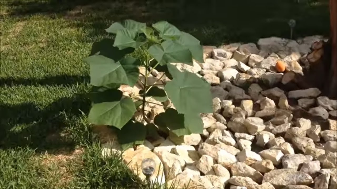 Royal Empress Tree (Paulownia Tomentosa) Worlds Faster Growing Tree!