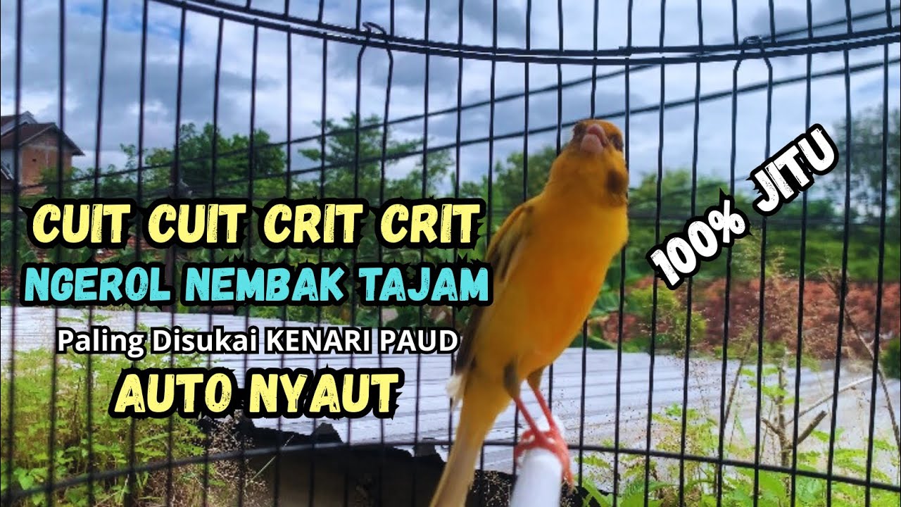 Kenari gacor NGEROL PANJANG cocok untuk PANCINGAN KENARI PAUD bikin BURUNG KENARI GACOR PANJANG