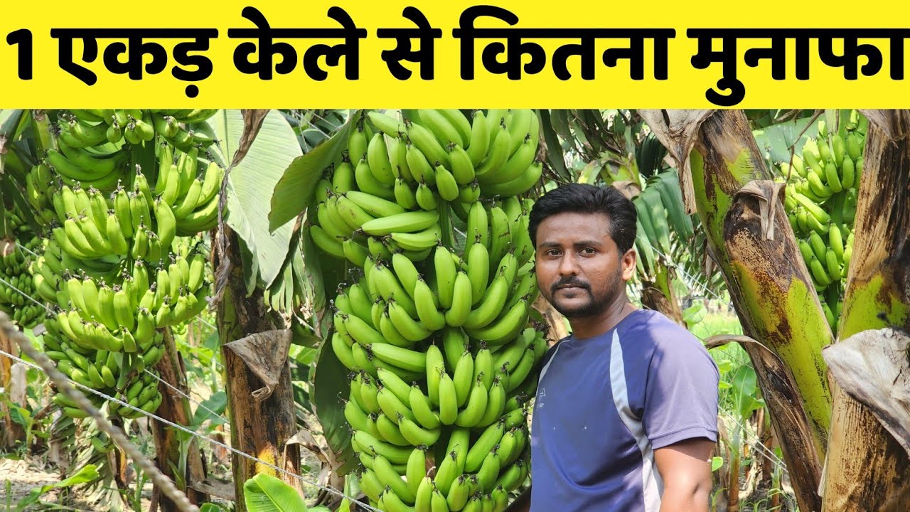 How much can you earn from 1 acre of bananas? Best Profitable crop for Indian farmers / banana farming