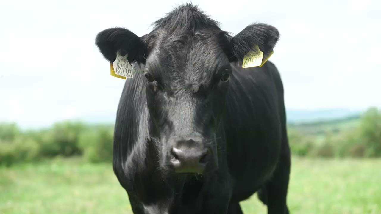 Rambling with the Irish Rare Breeds: The Kerry Cattle
