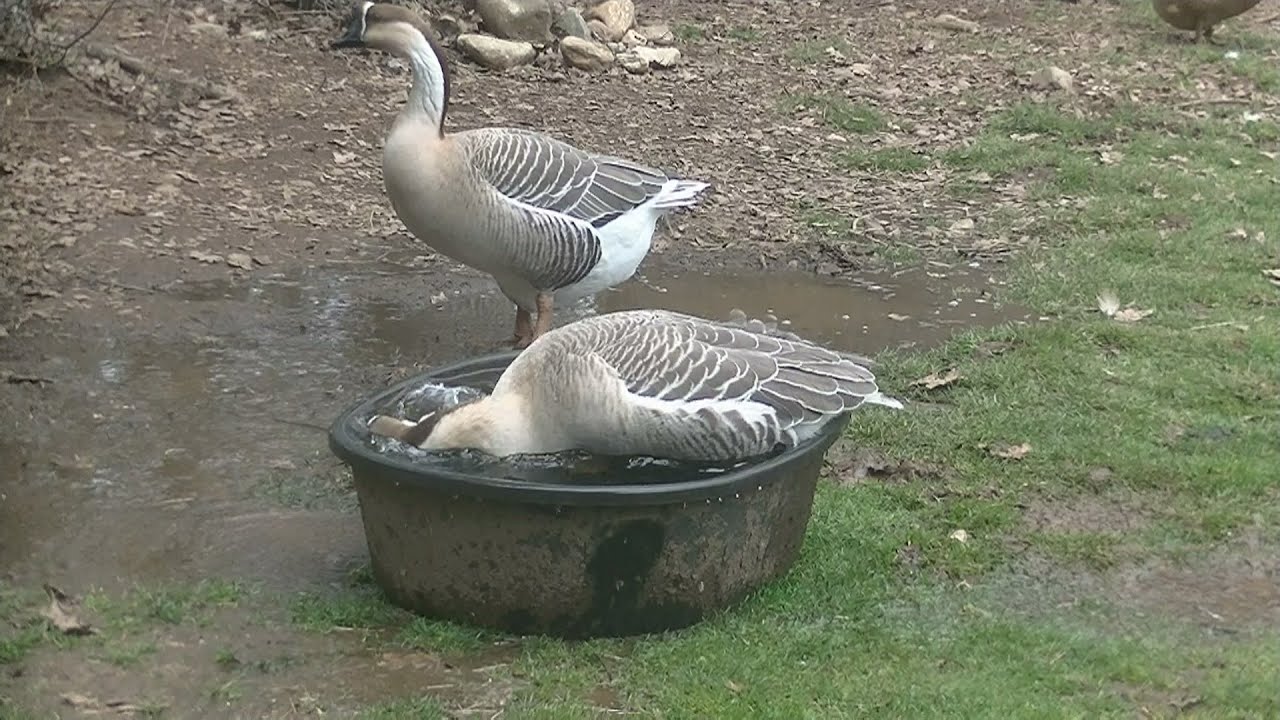 Free Range Geese-The Good, The Bad, The Ugly!