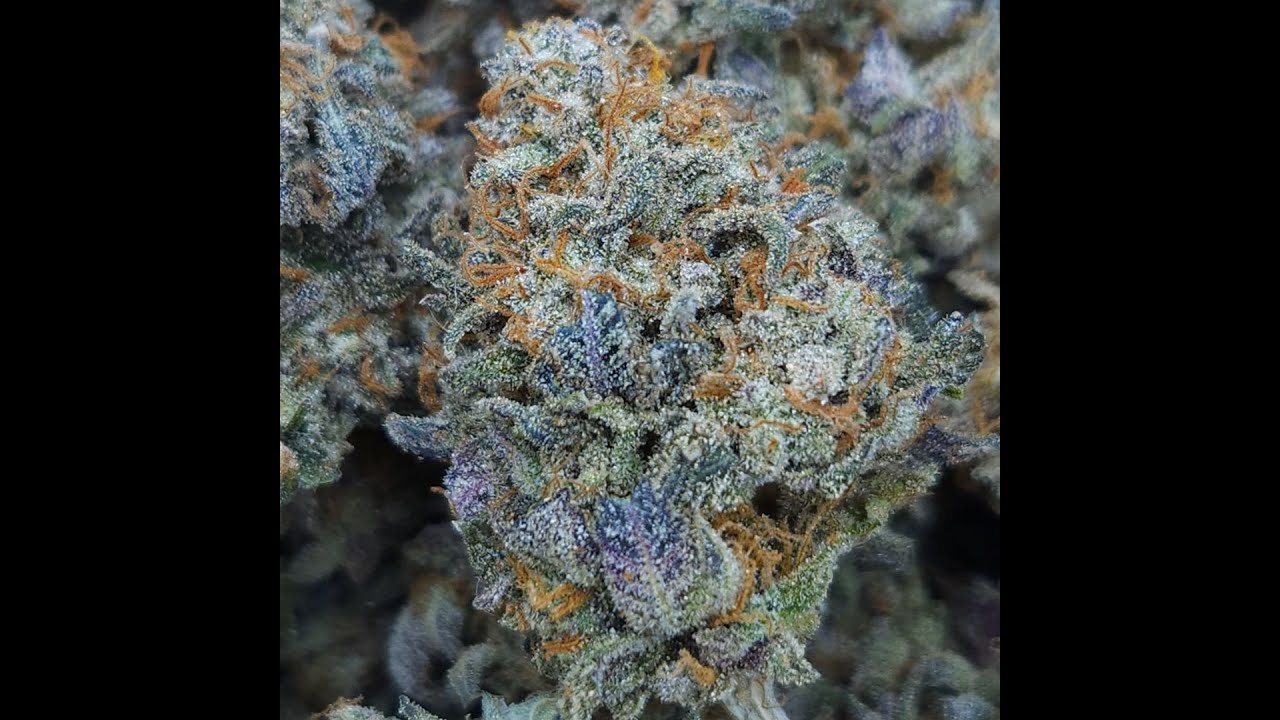 Dosidos #1 | Seed to Harvest Timelapse