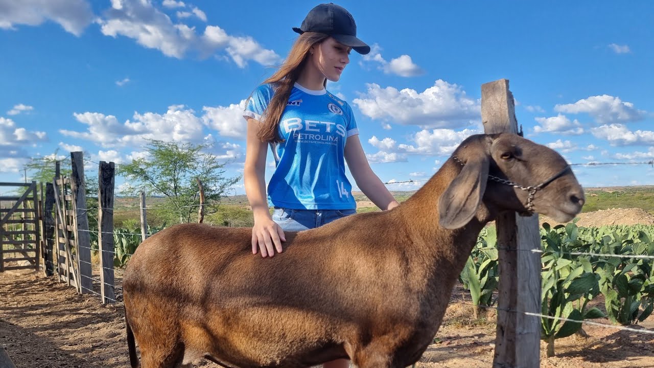 JOVEM APRESENTA BERGANÊS COM 145 Kg DISPONÍVEL( 87)9.96456741 DORMENTES-PE