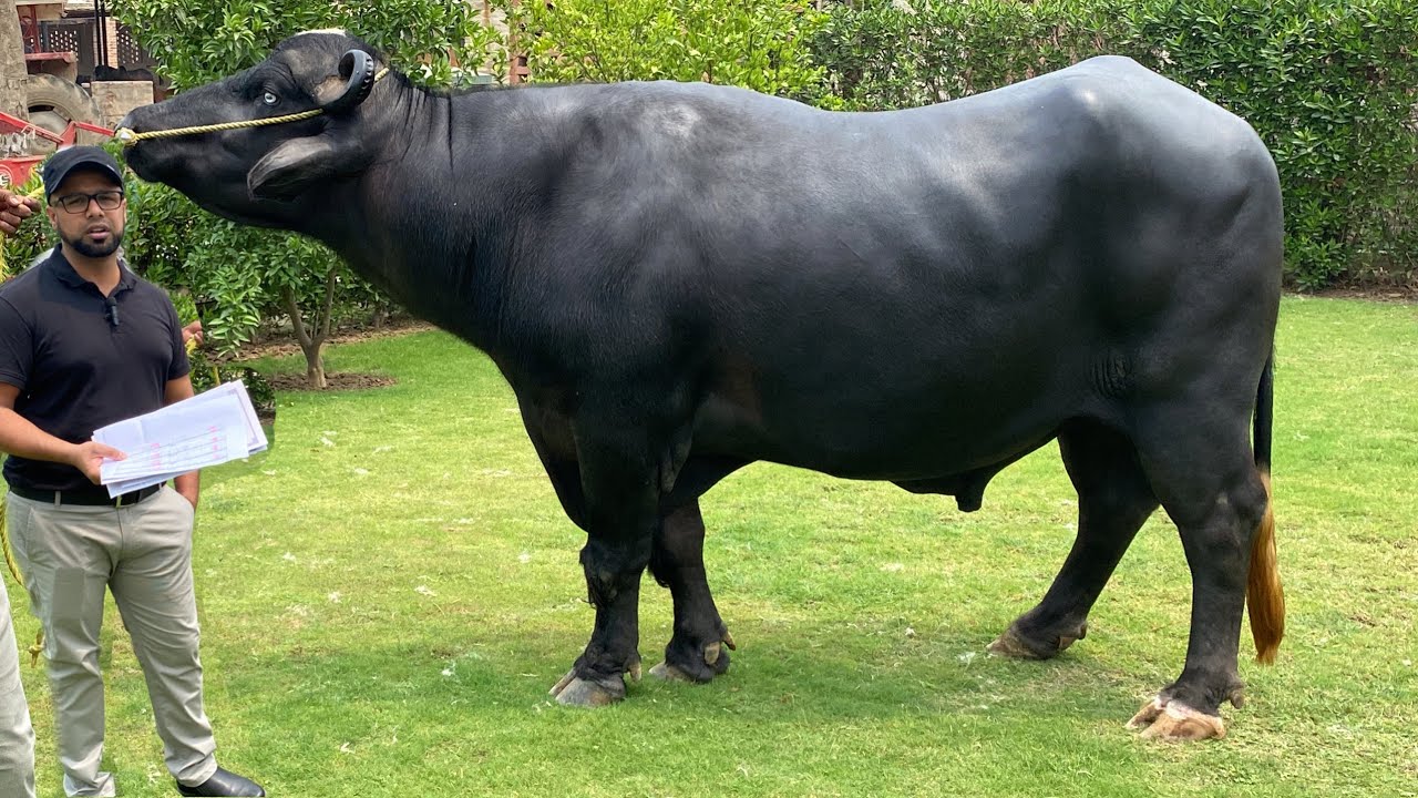 Буйволы Нили Рави из группы Al-Haiwan Semen Production Unit