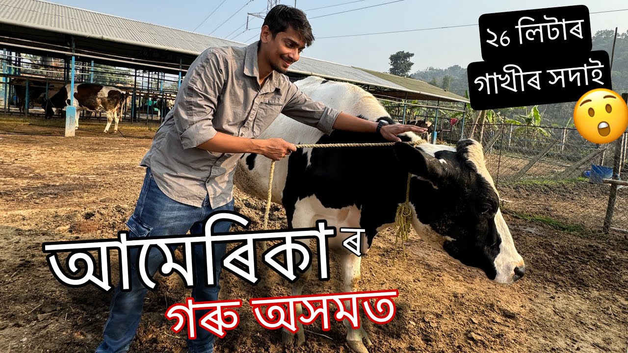 আমেৰিকা ৰ গৰু ইয়াত - Freshk farm in Assam Explored 🐄🐄