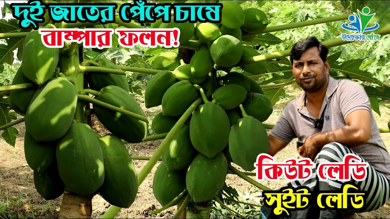 কিউট লেডি ও সুইট লেডি নামের দুই জাতের পেঁপে চাষে সফল মফিজুর | উদ্যোক্তার খোঁজে