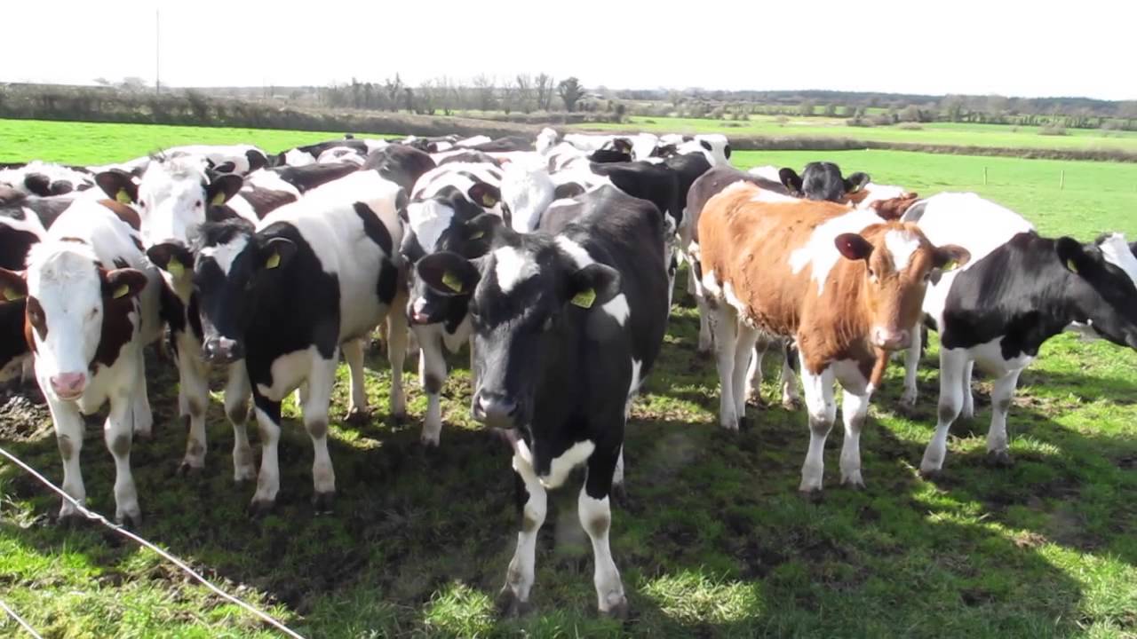 Teagasc farm walk on Kilkenny farm