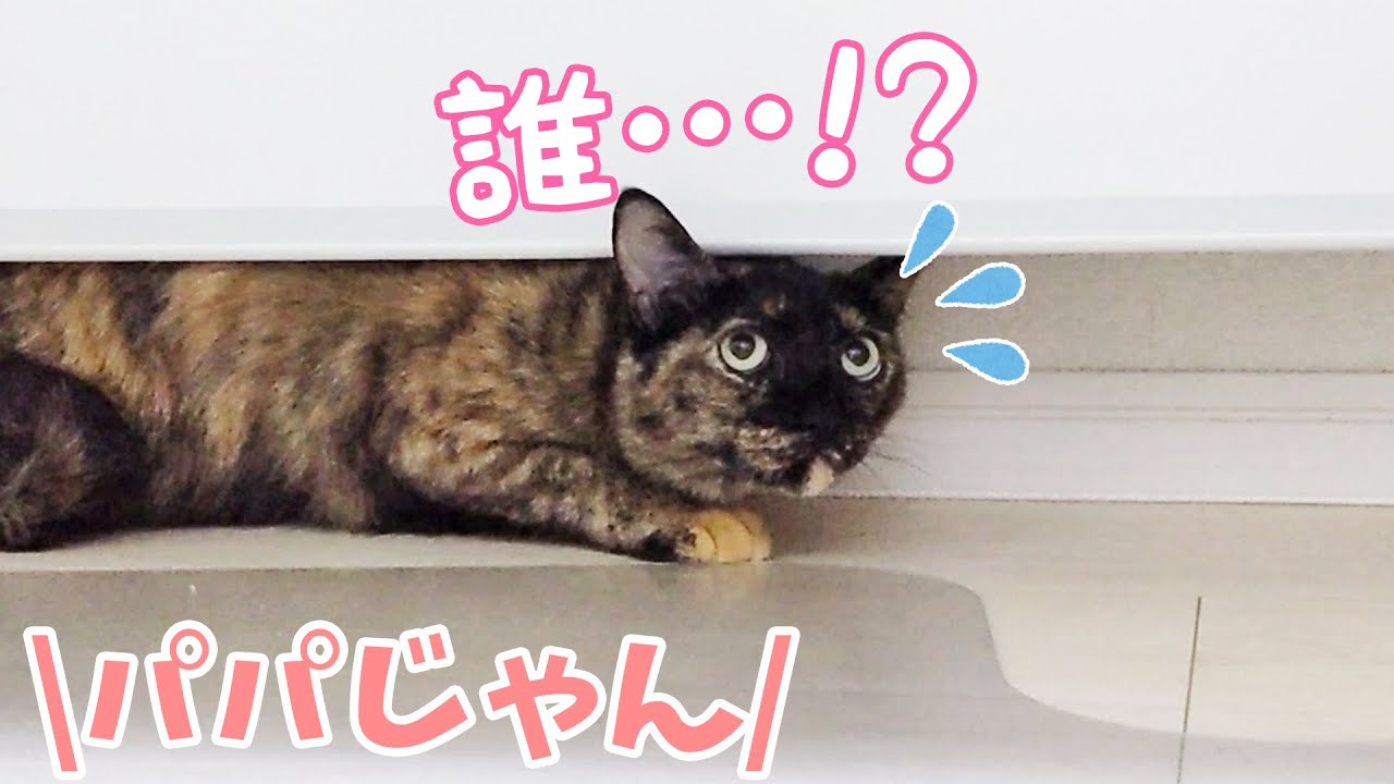 久々の来客に警戒しすぎてパパを忘れてしまうサビ猫モモちゃん