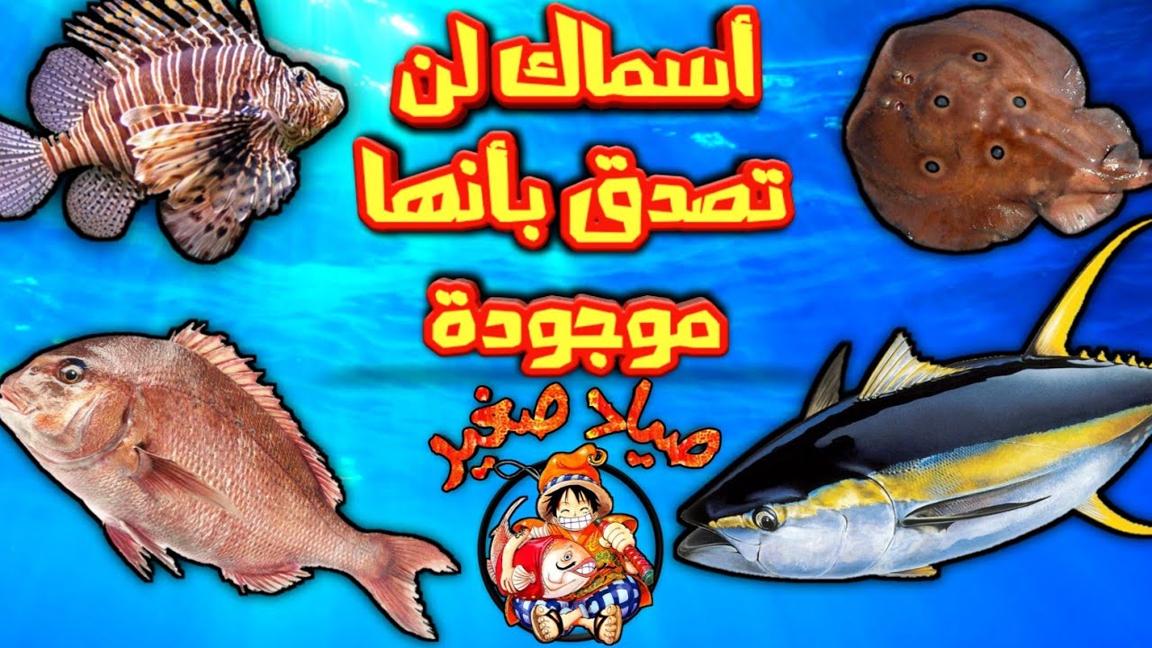 جميع أسماك المغرب 🦈🐙🐡 زائد بعض المعلومات