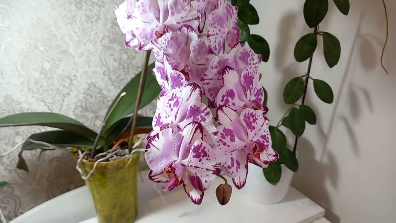 Прекрасные орхидеи 🌸 Излишки хой 🌱