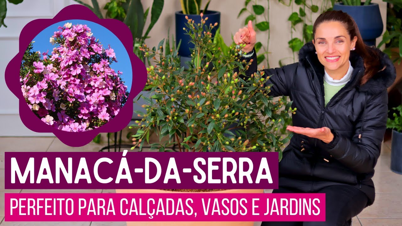 Manacá-da-Serra: Como Plantar e Fazer ele FLORESCER MUITO!