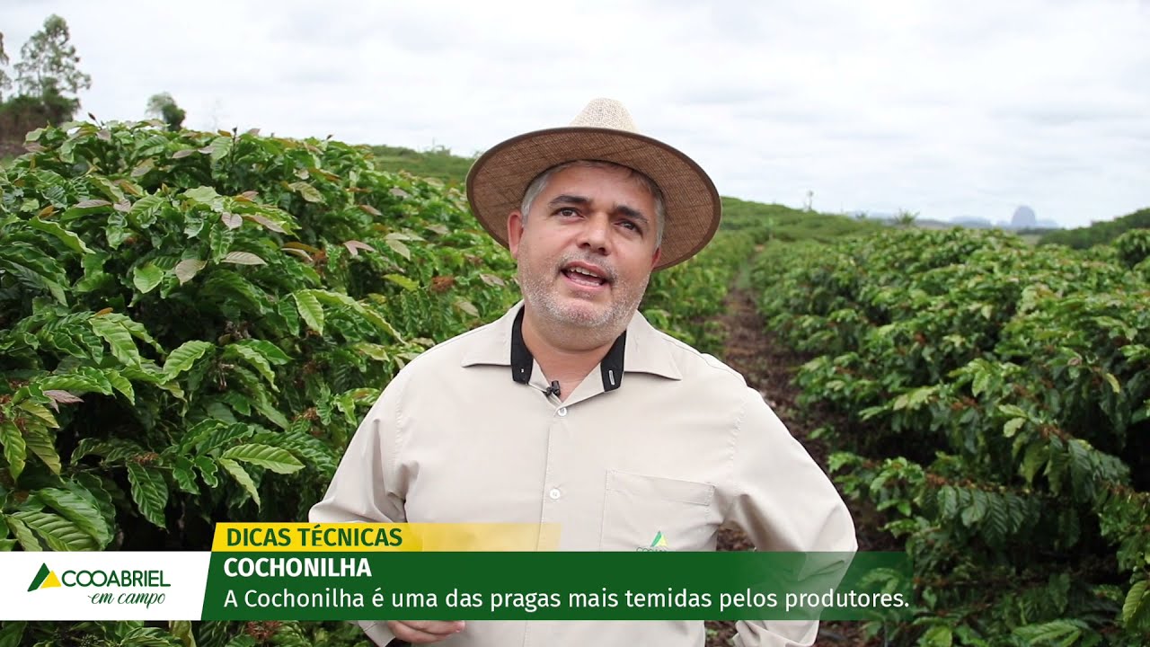 Dicas Técnicas: Cochonilha