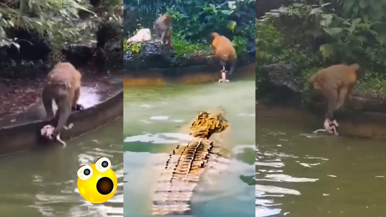 The mother monkey criticized the baby monkey for being dirty, so she took the baby to take a bath