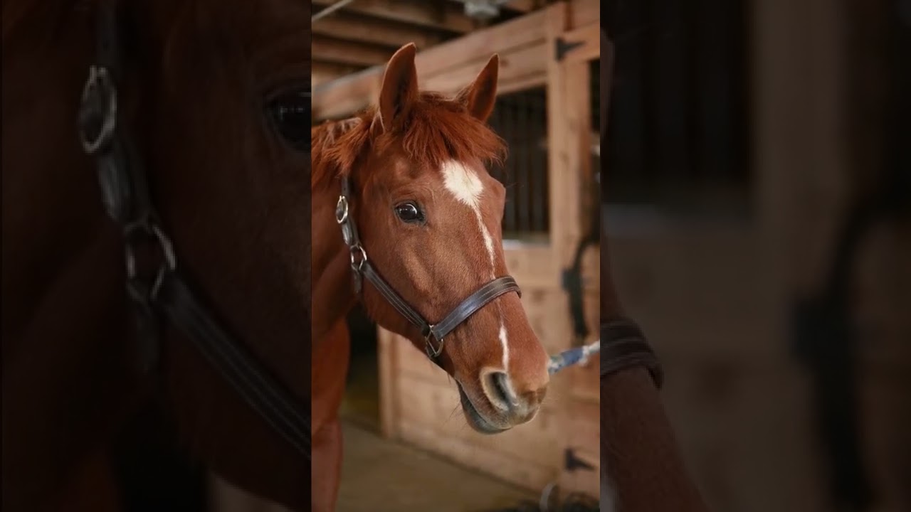 Horse with cute and funny eyes😍😍.#shorts