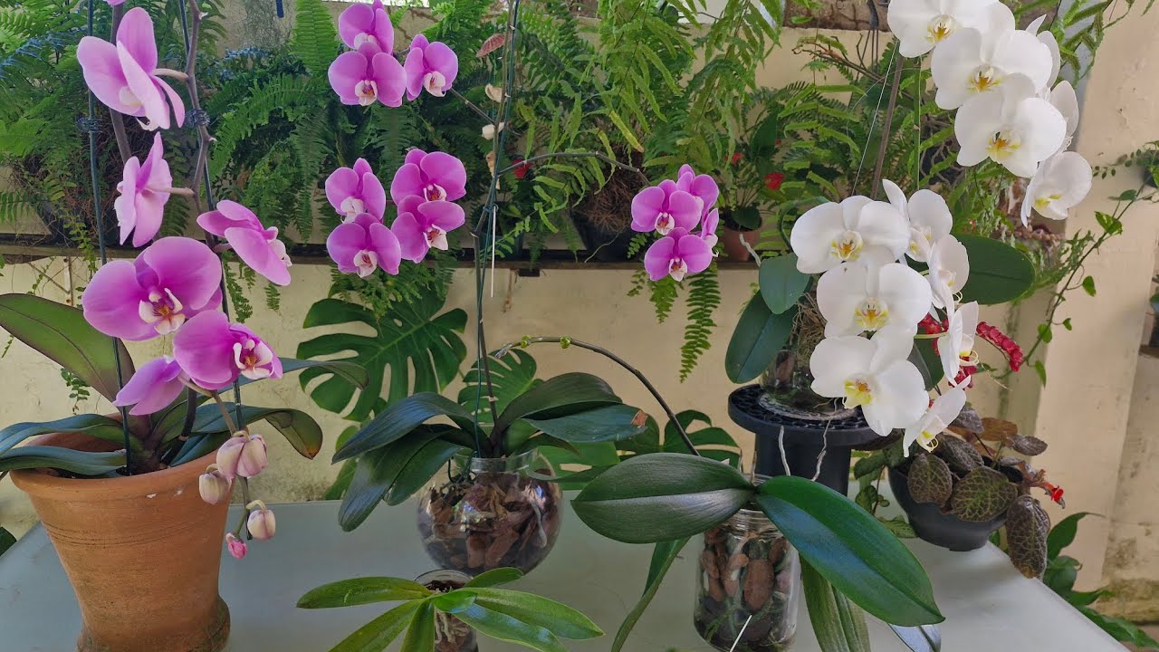 ORQUÍDEA NOVA E ÓTIMOS RESULTADOS DO CULTIVO NO VIDRO COM SUBSTRATO 