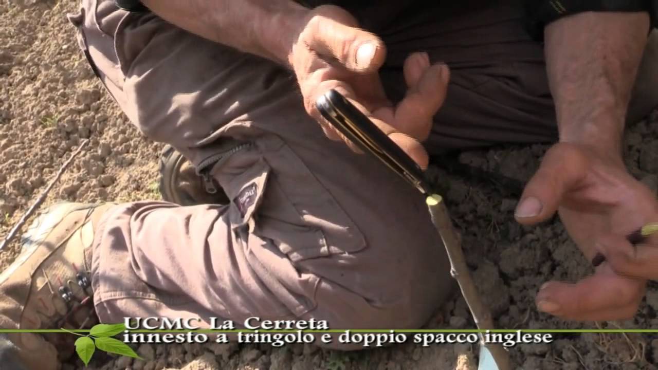 la Cerreta a Camaldoli: Innesto a Triangolo e doppio spacco inglese