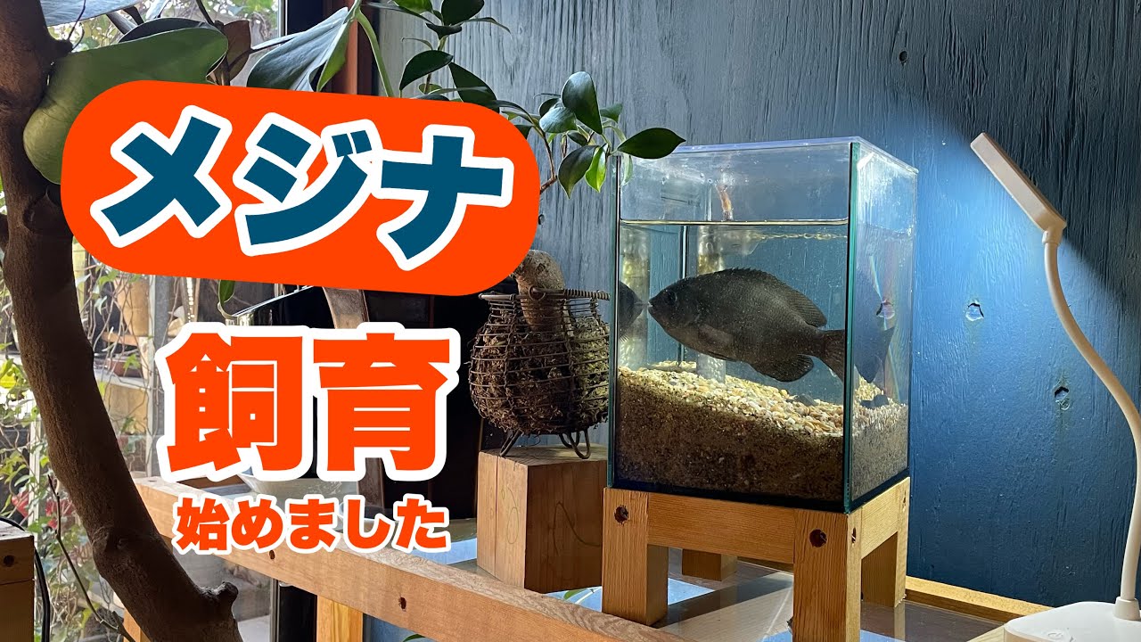 【メジナ飼育】始めました【餌やり】