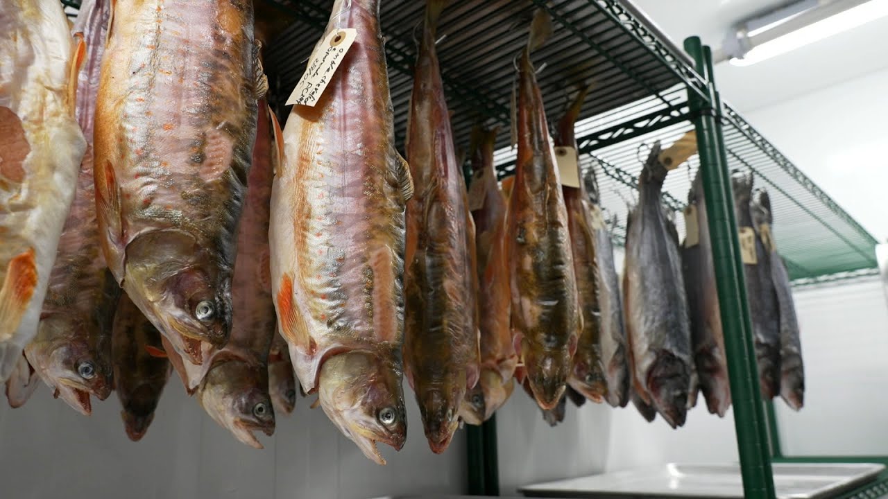 L'épicerie | La viande et le poisson vieillis