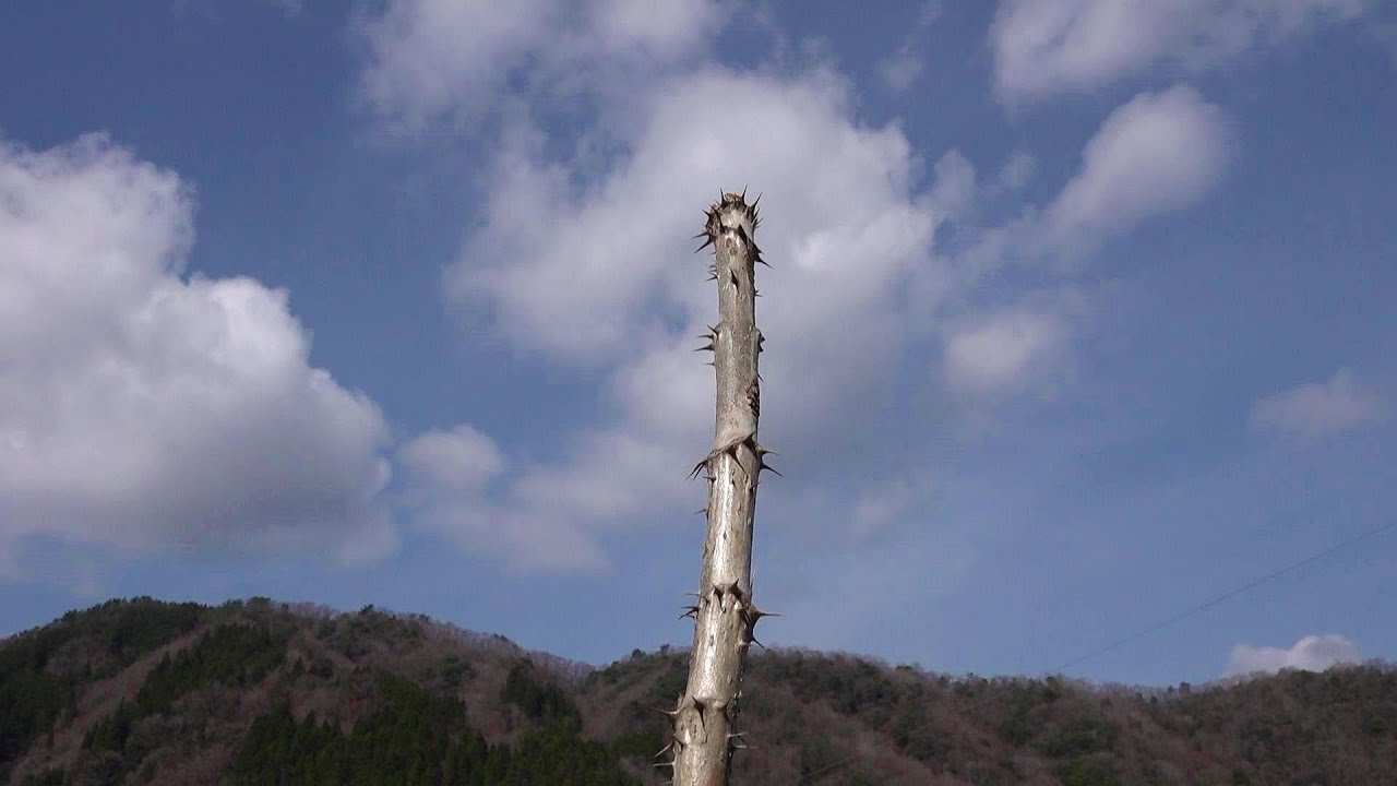 タラノキ増殖計画