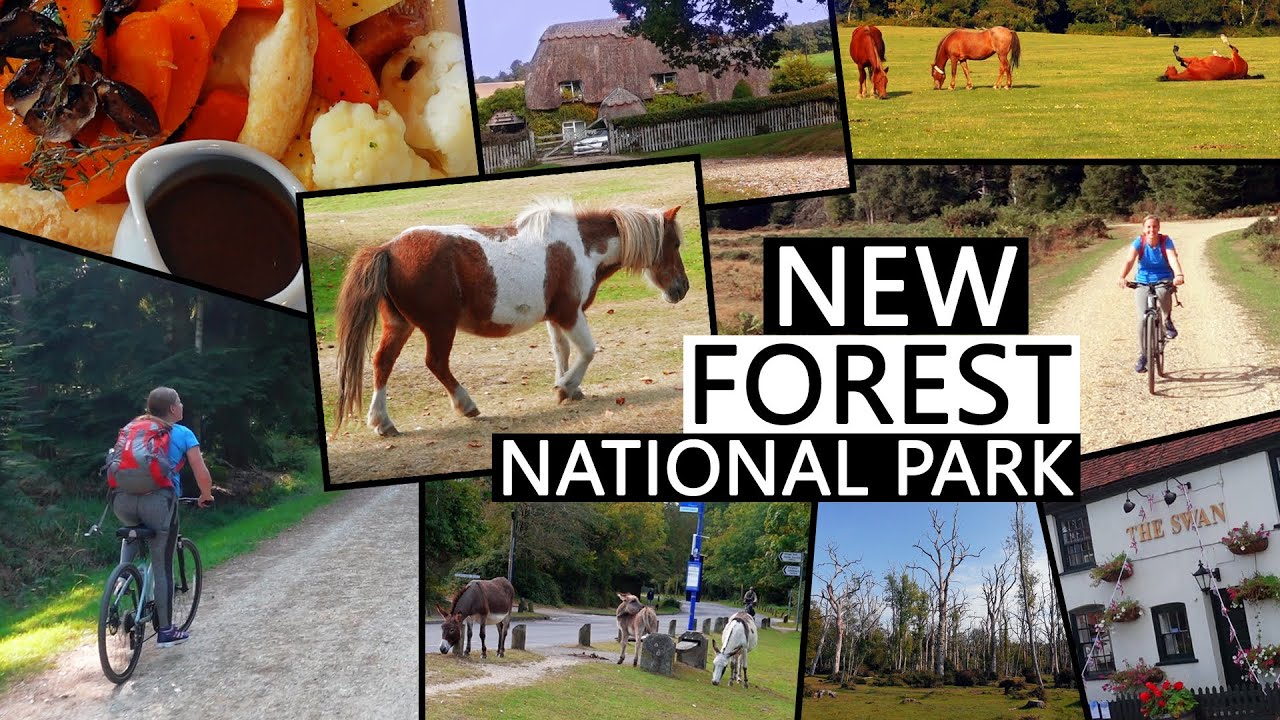 New Forest National Park Bike Ride