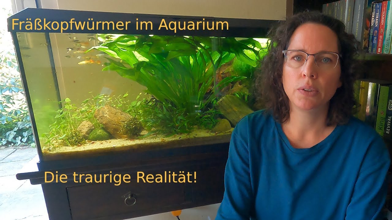 Innere Parasiten bei Guppys sicher behandeln? Fräßkopfwürmer / Camallanus bekämpfen.