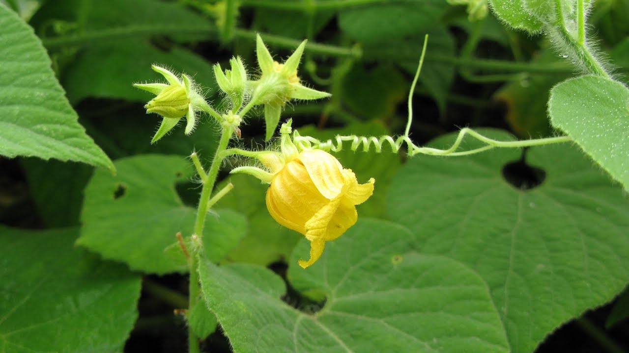 Экзотический красный огурец  Как выращивать Тладианту