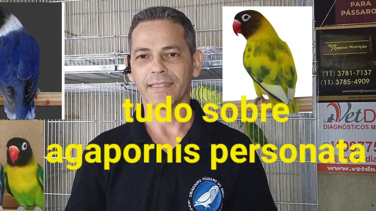 como iniciar a criação de agapornis personata tudo sobre agapornis personata