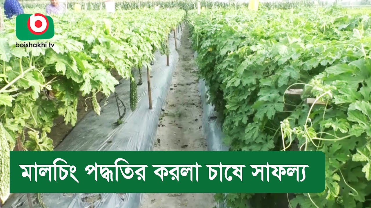 মালচিং পদ্ধতির করলা চাষে সাফল্য
