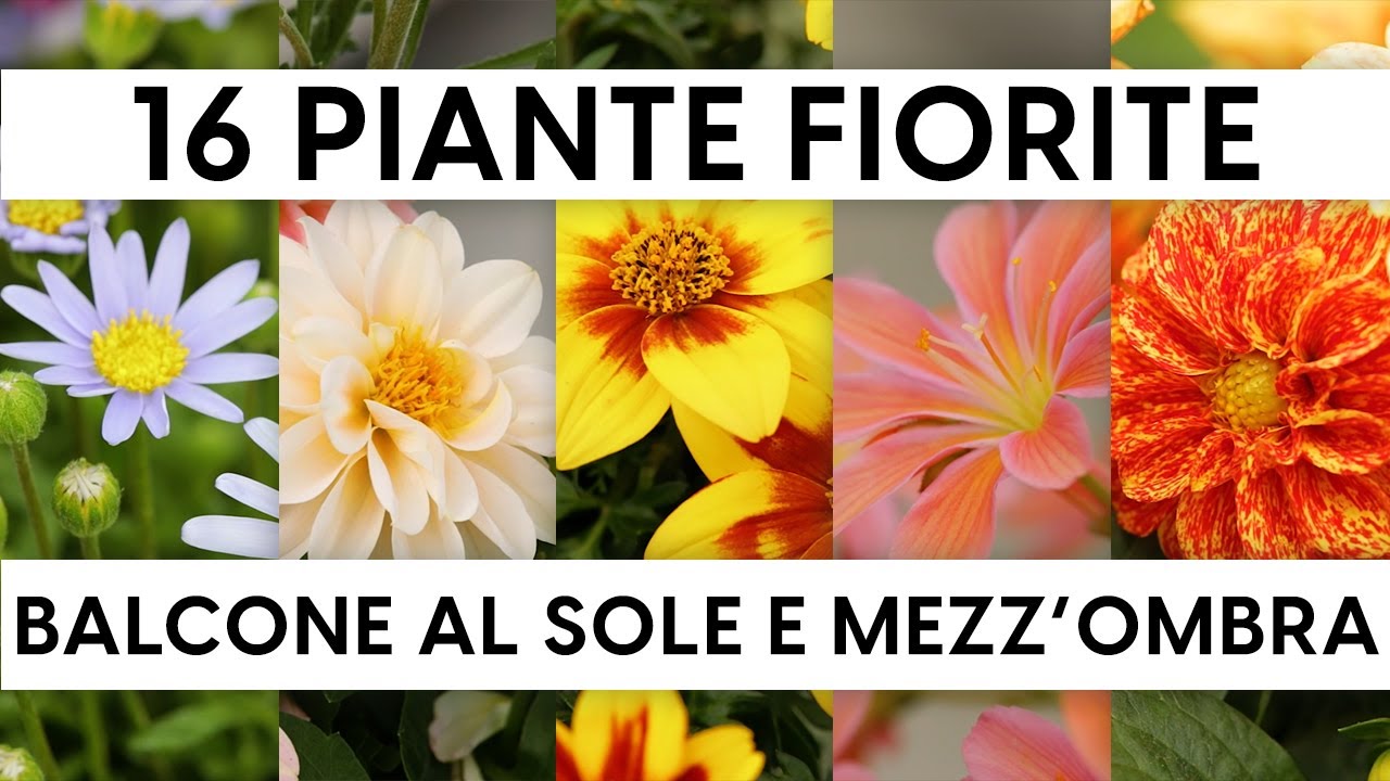 16 piante per una fioriera al sole o mezz'ombra 😎