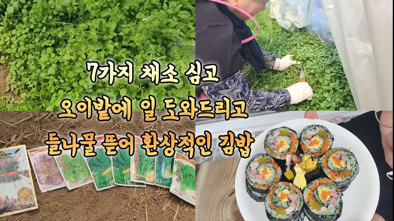 별꽃 냉이 갈퀴덩굴 꽃마리를 활용한 회오리 김밥! 봄에 심는 채소들 6기지 심기