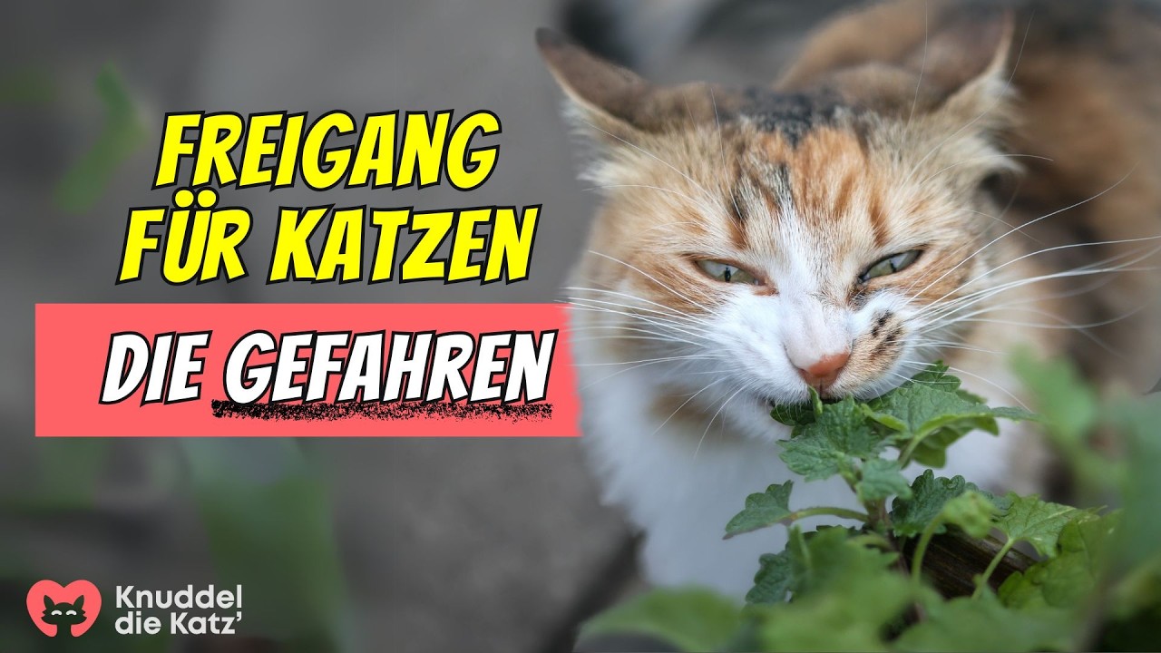 Wie gef&auml;hrlich ist Freigang f&uuml;r Katzen WIRKLICH?