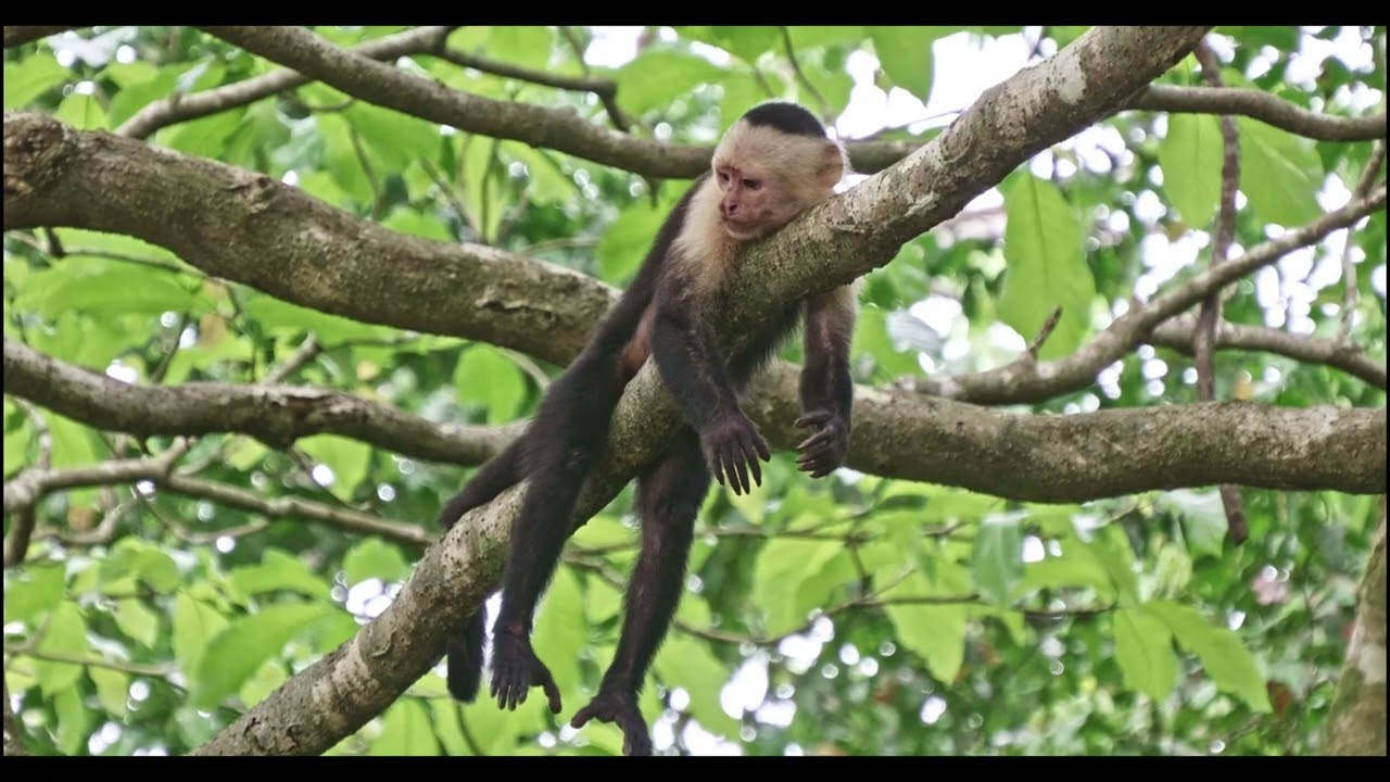 Costa Rica ambiance jungle