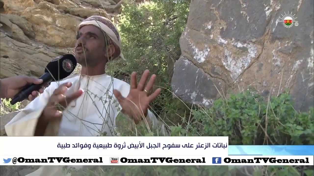 نباتات الزعتر على سفوح الجبل الأبيض ثروة طبيعية وفوائد طبية