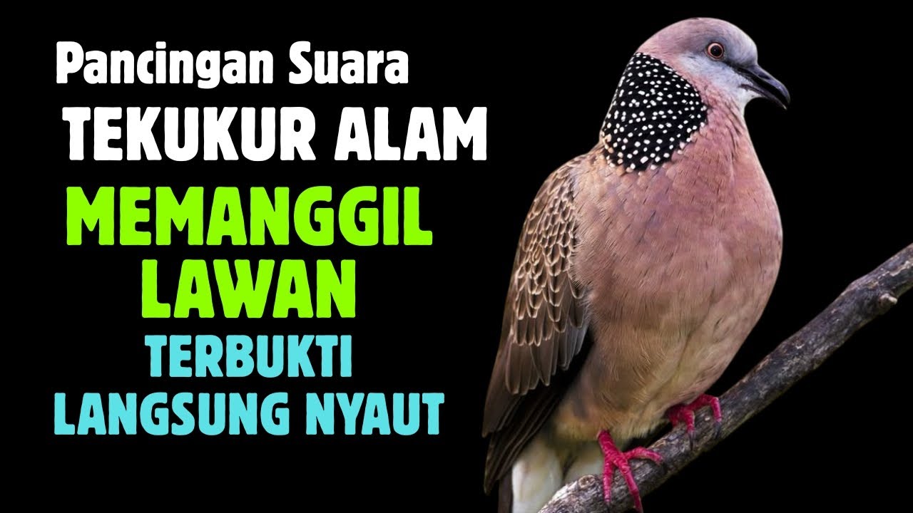 Suara Tekukur Gacor Terbaru 2025 Cocok Untuk Pancingan Dan Pikat | SUARA TEKUKUR ALAM
