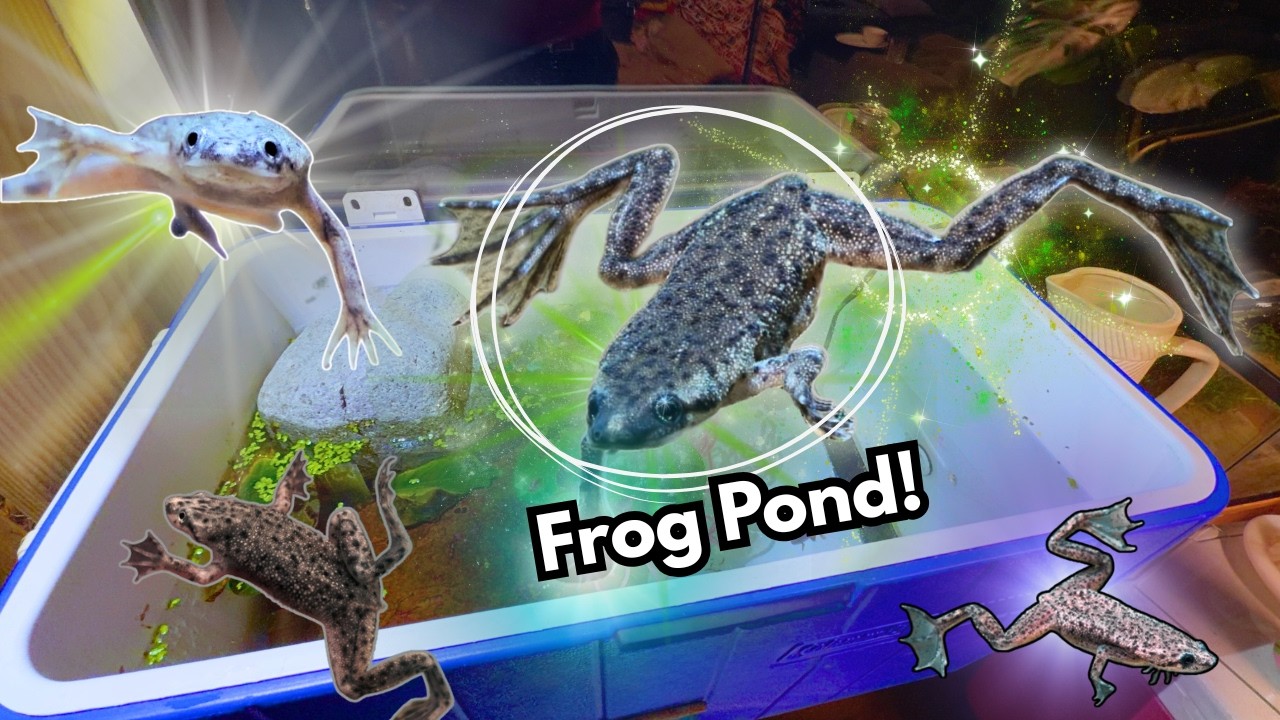Миниатюрный домашний рай для лягушек! 🐸💦 Экосистема пруда с африканскими карликовыми лягушками!