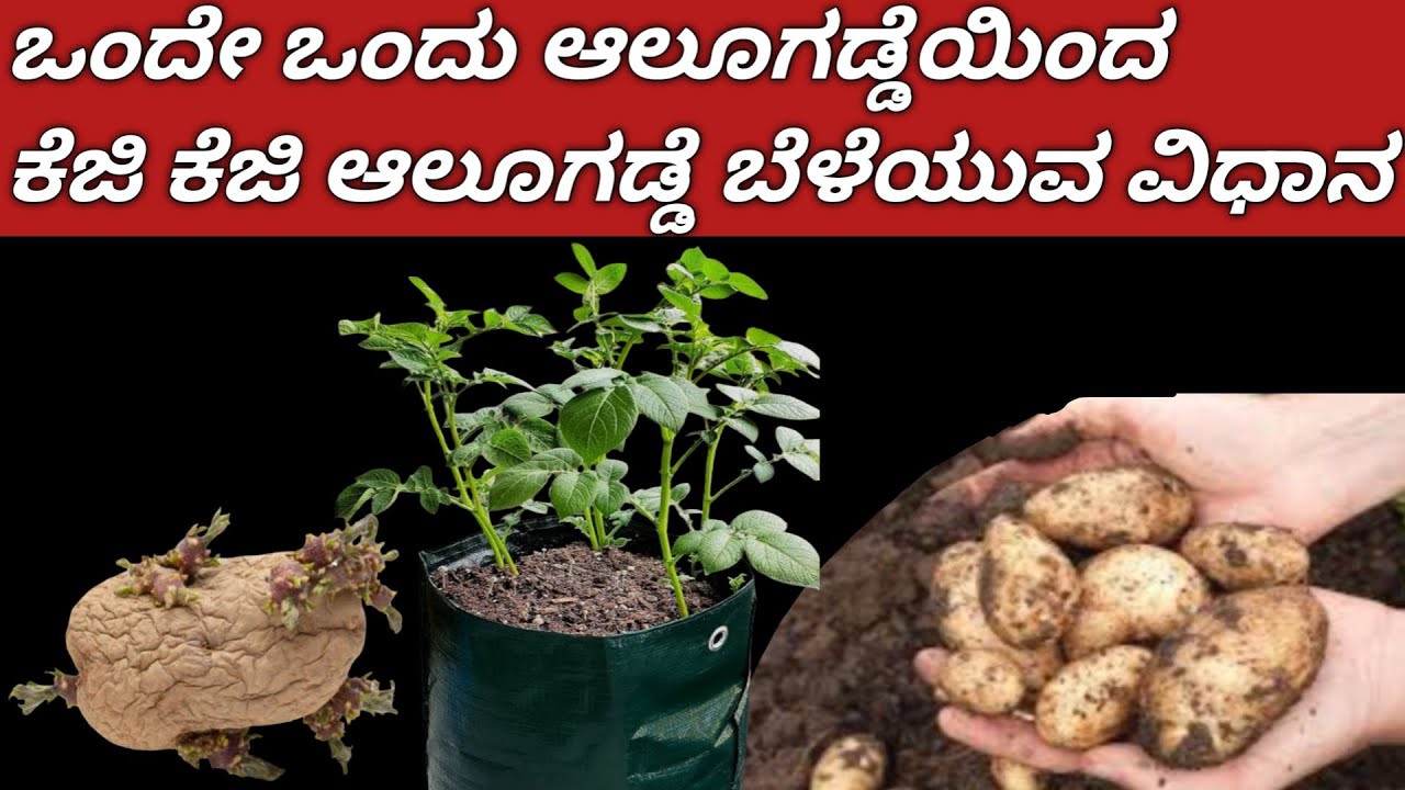 ಒಂದು ಆಲೂಗಡ್ಡೆಯಿಂದ kg kg ಆಲೂಗಡ್ಡೆ ಬೆಳೆಯುವ ಸೀಕ್ರೆಟ್/ಈ ಒಂದು ಕೆಲಸ ಮಾಡಲೆಬೇಕು//how to grow potato at home